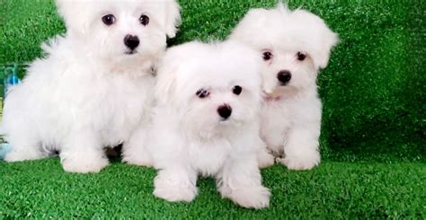 Lavone's Maltese Show Dogs of Las Vegas